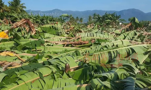 கோபி, அந்தியூர், நம்பியூர் பகுதிகளில்  சூறாவளிக்காற்றுடன் பலத்த மழை20 ஆயிரம் வாழைகள் முறிந்து சேதம்