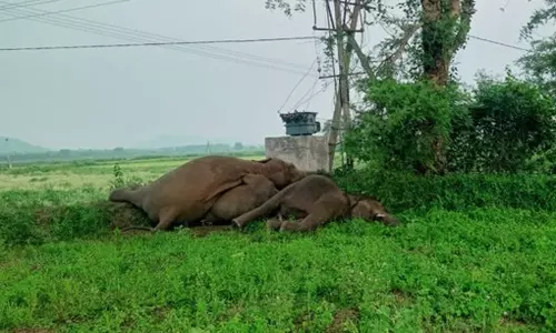 ஆந்திராவில் மின்வேலியில் சிக்கி 4 யானைகள் உயிரிழப்பு..! ஆந்திராவில் மின்வேலியில் சிக்கி 4 யானைகள் உயிரிழப்பு..!