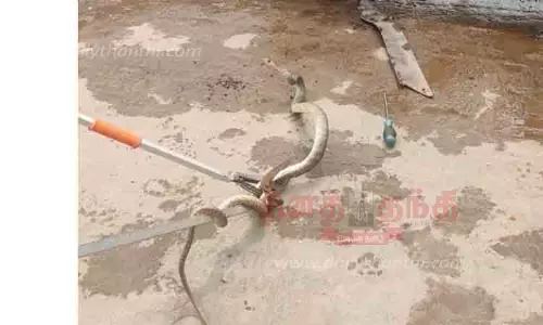 வங்கிக்குள் புகுந்த பாம்பு