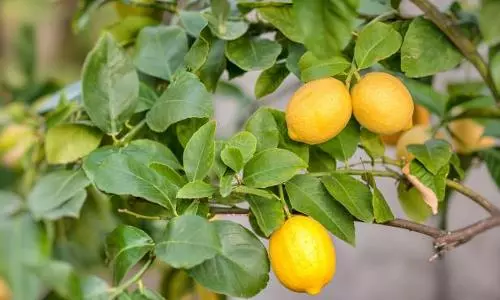 விவசாயிகளுக்கு பழக்கன்றுகள், காய்கறி நாற்றுகள் விவசாயிகளுக்கு பழக்கன்றுகள், காய்கறி நாற்றுகள்