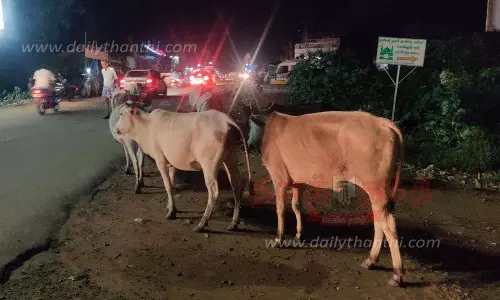 போக்குவரத்துக்கு இடையூறாக சுற்றித்திரியும் மாடுகள்