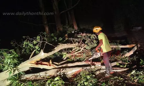சாலையில் மரம் விழுந்து போக்குவரத்து பாதிப்பு