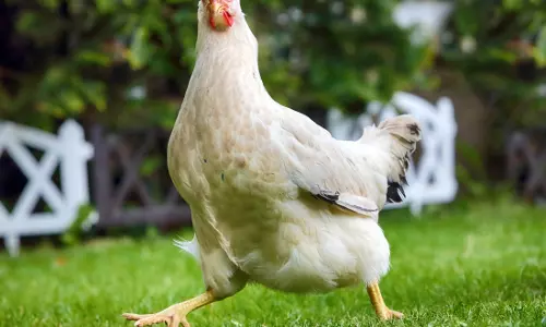 கோழி இறைச்சி விலை கிடுகிடு உயர்வு கோழி இறைச்சி விலை கிடுகிடு உயர்வு