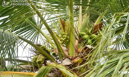 தென்னையில் கூடுதல் மகசூல் பெற நுண்ணூட்ட கலவை உரம் இடவேண்டும்