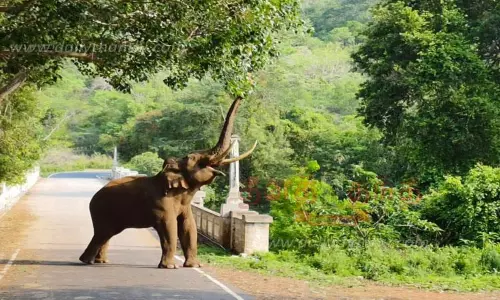 சாலையில் உலா வந்த காட்டு யானை