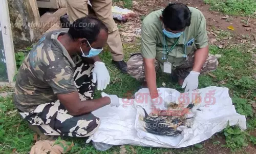 கூட்டில் இறந்து கிடந்த இருவாச்சி