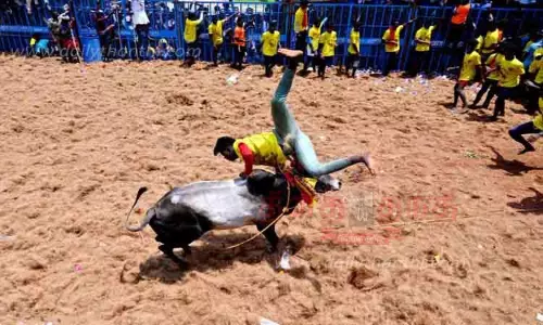 ஜல்லிக்கட்டில் சீறி பாய்ந்த காளைகள்