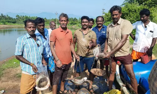 கண்மாய் மீன்களை வாங்க குவிந்த மக்கள்