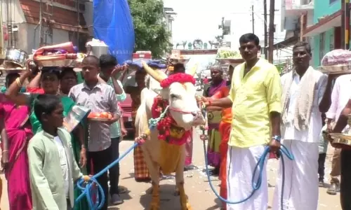 ஜல்லிக்கட்டு காளையை சீதனமாக வழங்கிய தாய்மாமன்