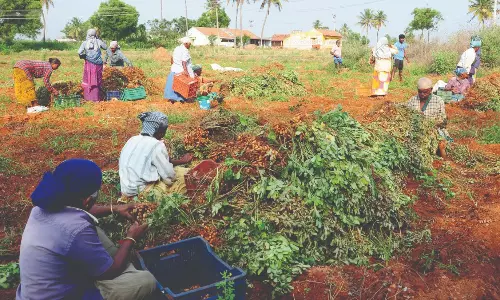 நிலக்கடலை அறுவடை பணி தீவிரம் நிலக்கடலை அறுவடை பணி தீவிரம்
