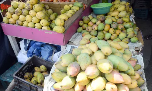 மாம்பழங்கள் வரத்து அதிகரிப்பு மாம்பழங்கள் வரத்து அதிகரிப்பு