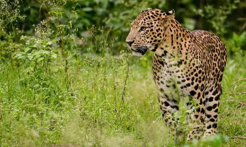 குஜராத்தில் 2 வயது குழந்தையை கடித்துக் கொன்ற சிறுத்தை