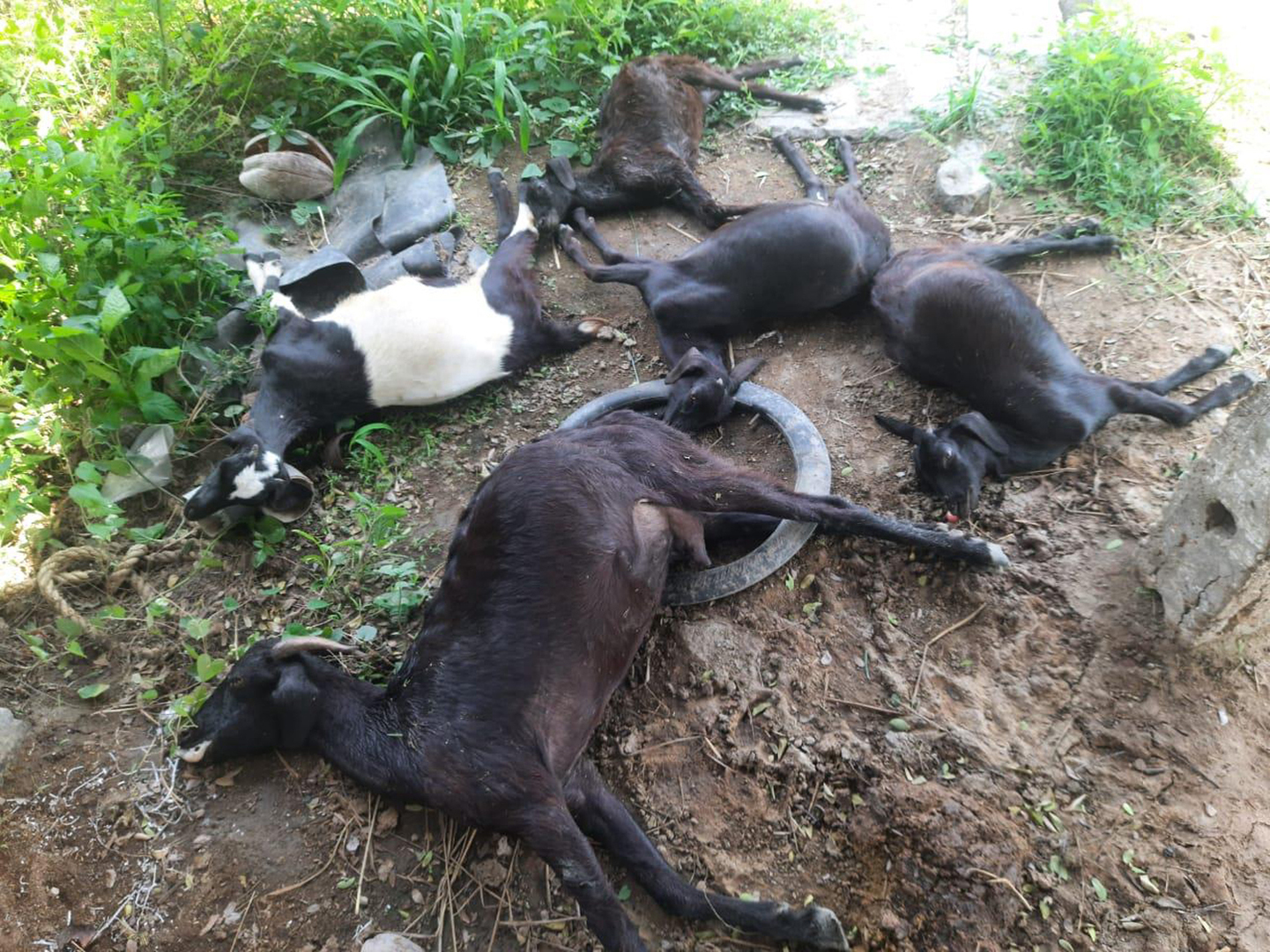 5 goats died due to snake bite பாம்பு கடித்து 5 ஆடுகள் சாவு