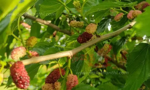 மல்பெரி பழங்கள் விளைச்சல் அமோகம்