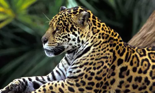 தேயிலை தோட்டத்தில் இறந்து கிடந்த சிறுத்தை