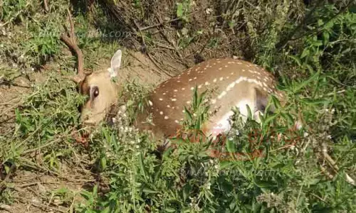 வாகனத்தில் அடிபட்டு மான் பலி