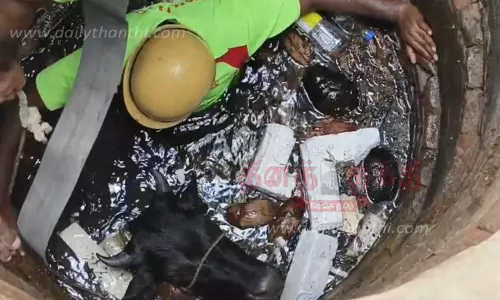கிணற்றில் விழுந்த பசுமாடு உயிருடன் மீட்பு