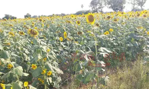 தொடர்மழையினால் சூரியகாந்தி விளைச்சல் அமோகம்