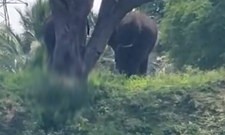 திருப்பத்தூருக்குள் நுழைந்த 2 யானைகளை வனப்பகுதிக்குள் துரத்தும் பணி 3-வது நாளாக தீவிரம்..!