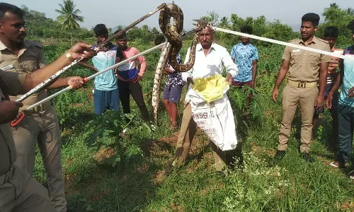 12 அடி நீள மலைப்பாம்பு பிடிபட்டது