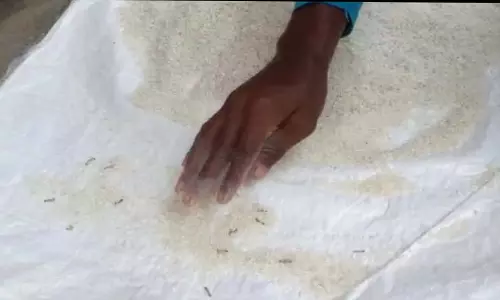 பச்சரிசியில் புழு, வண்டுகள் கிடந்ததால் பரபரப்பு பச்சரிசியில் புழு, வண்டுகள் கிடந்ததால் பரபரப்பு