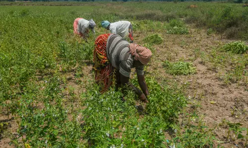 எள் அறுவடை பணிகள் தீவிரம்
