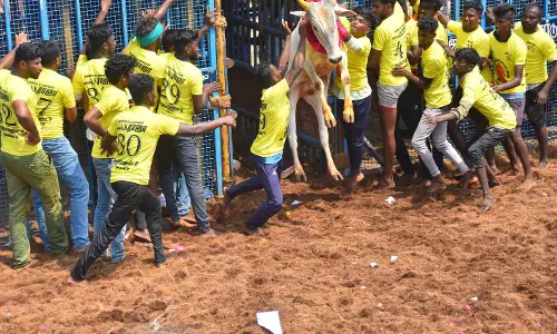 சீறிப்பாய்ந்த காளைகளுடன் மல்லுக்கட்டிய மாடுபிடி வீரர்கள்