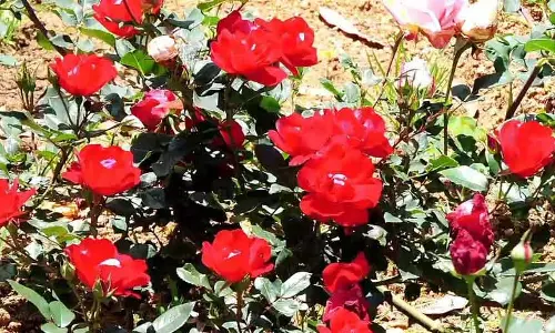 16 ஆயிரம் செடிகளில் பூத்துக்குலுங்கும் பல வண்ண ரோஜாக்கள்