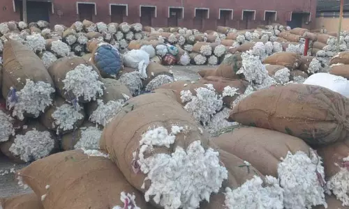 கள்ளக்குறிச்சியில் ரூ.30 லட்சத்துக்கு பருத்தி விற்பனை கள்ளக்குறிச்சியில் ரூ.30 லட்சத்துக்கு பருத்தி விற்பனை