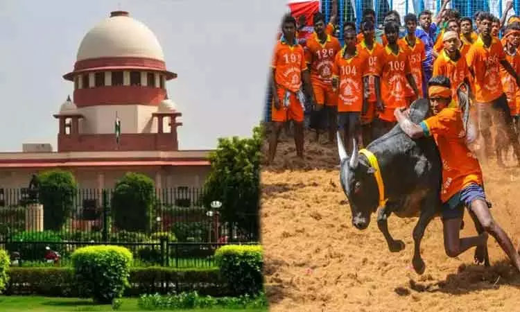 ஜல்லிக்கட்டுக்கு தடை இல்லை - சுப்ரீம் கோர்ட் அதிரடி தீர்ப்பு