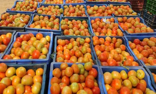 கிணத்துக்கடவு காய்கறி சந்தையில் தக்காளி விலை கிடுகிடு உயர்வு-விவசாயிகள் மகிழ்ச்சி