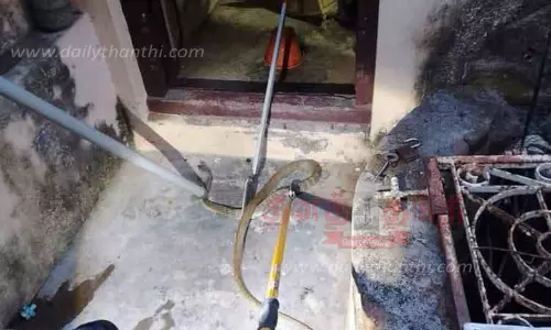 6 அடி நீள சாரை பாம்பு பிடிபட்டது