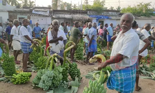 வாழைத்தார்கள் விலை குறைந்தது வாழைத்தார்கள் விலை குறைந்தது