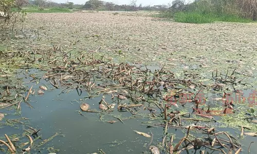 ஏரியில் மீன்கள் செத்து மிதந்தன