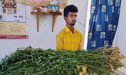 கல்வராயன்மலையில் விளை நிலத்தில் கஞ்சா செடி பயிரிட்ட வாலிபர் கைது