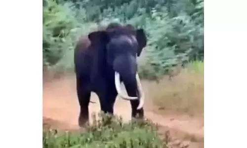 விளைநிலங்களுக்குள் புகுந்து காட்டுயானைகள் அட்டகாசம்