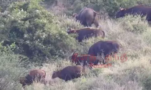 காட்டெருமைகள் நடமாட்டம் அதிகரிப்பு