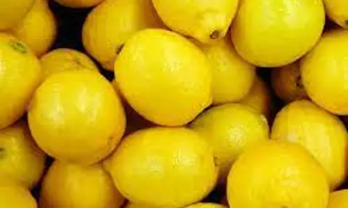 திட்டச்சேரி, திருமருகல் பகுதியில் எலுமிச்சை பழம் விலை அதிகரிப்பு