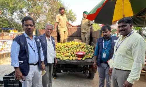 திருக்கோவிலூரில் ரசாயன கற்களால் பழுக்க வைக்கப்பட்ட 500 கிலோ மாம்பழங்கள் பறிமுதல் உணவு பாதுகாப்பு அதிகாரிகள் நடவடிக்கை