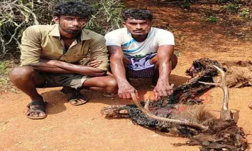 மாம்பழத்தில் நாட்டு வெடிகுண்டு வைத்து கடமான் வேட்டை ; 3 பேர் கைது