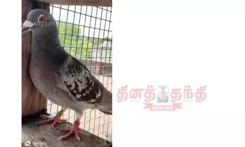 1,676 கி.மீ. தூரத்தை 33 நாட்களில் கடந்து வந்த புறா