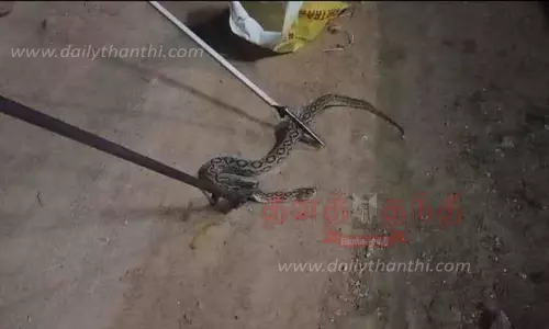 2 விஷப்பாம்புகள் பிடிபட்டன 2 விஷப்பாம்புகள் பிடிபட்டன