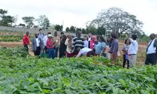 தோட்டக்கலை விவசாயிகளுக்குவெளிநாட்டில் பயிற்சி-அதிகாரிகள் தகவல்