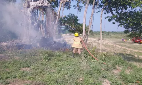 பழமைவாய்ந்த ஆலமரத்தில் தீ