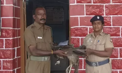 ரெயிலில் அடிபட்டு மயில் பலி