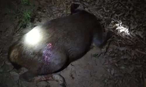 ஆரல்வாய்மொழி அருகே துப்பாக்கியால் சுட்டு மிளாவை வேட்டையாடிய கும்பல் வனத்துறையினர் தீவிர விசாரணை