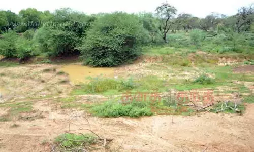 சுட்டெரிக்கும் வெயிலால் பறவைகள் இன்றி வெறிச்சோடிய வேட்டங்குடி சரணாலயம்