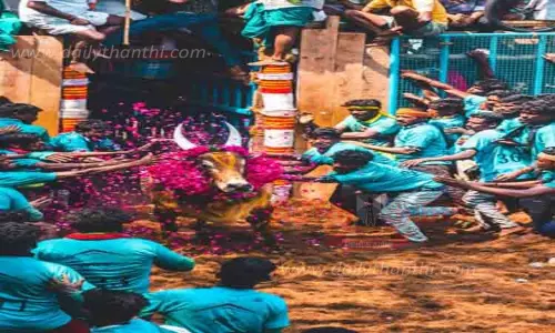 ஜல்லிக்கட்டில் சீறிப்பாய்ந்த காளைகள்