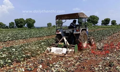 தாளவாடி மலைப்பகுதியில் வேதனை: ஒரு கிலோ முட்டைகோசை 1 ரூபாய்க்கு கேட்பதால் டிராக்டர் ஓட்டி பயிரை அழிக்கும் விவசாயிகள்