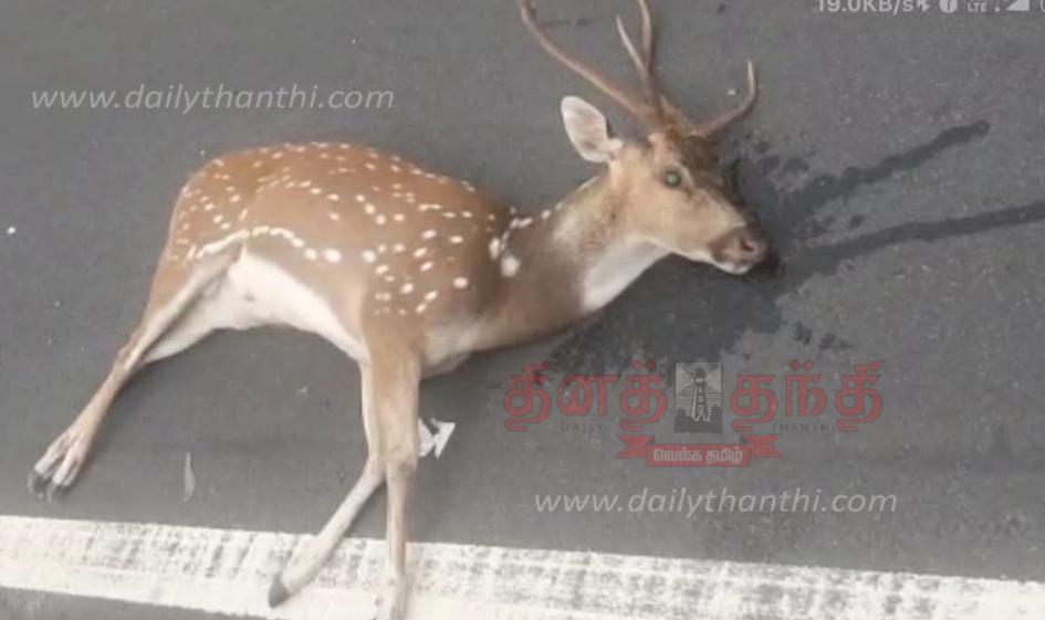 ஓசூர் அருகே கார் மோதி புள்ளிமான் செத்தது